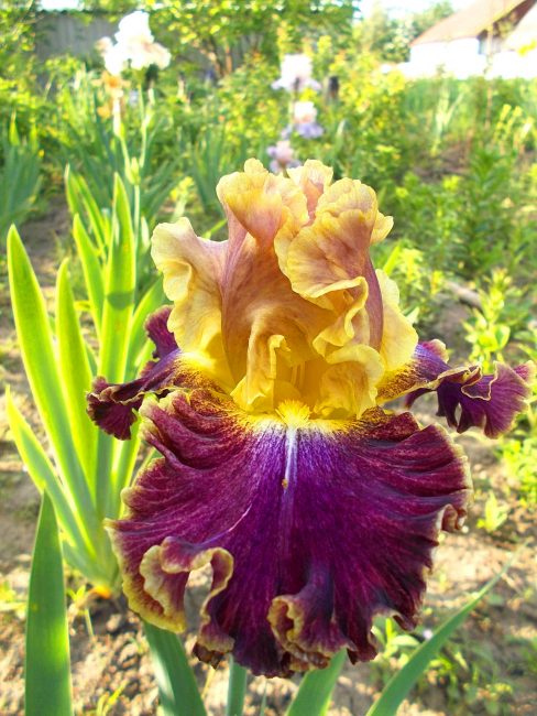 En suivant des règles simples, vous pouvez créer un beau jardin fleuri compact qui décorera votre chalet d'été.