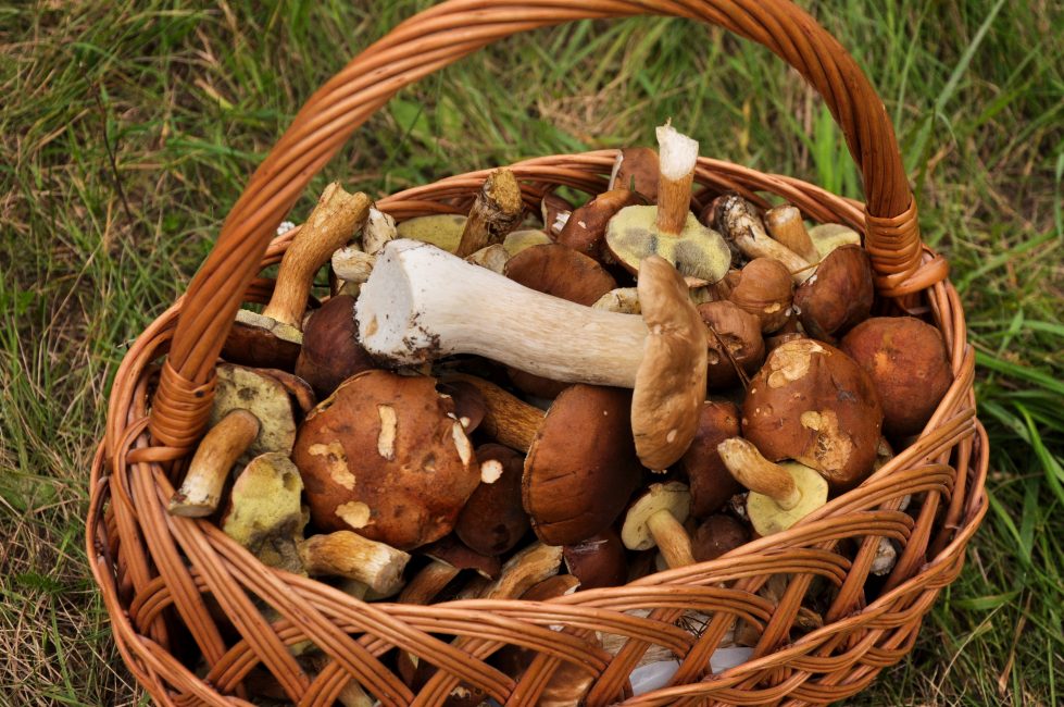 Dans la nature, il existe une riche diversité d'espèces de champignons.