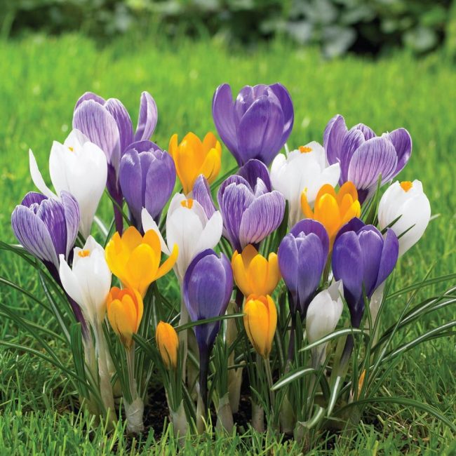 Crocus colorés