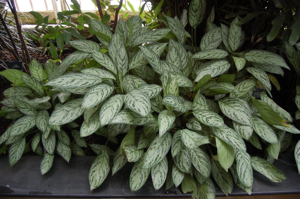 Aglaonema préfère les espaces ombragés et l'éclairage diffus.