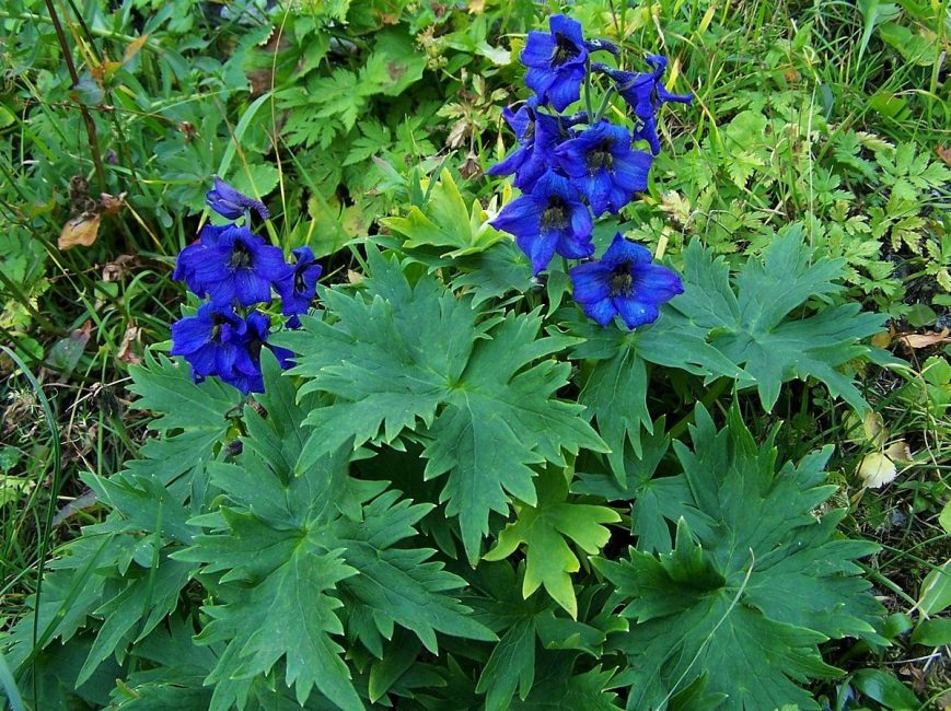 Rappelles toi! Tout d'abord, les jeunes plantes sous-développées souffrent ! delphinium