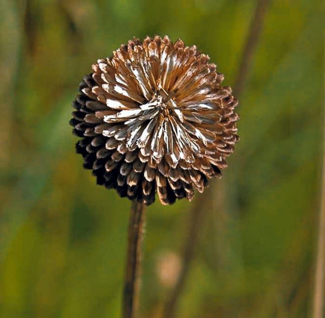 Lors de l'entretien d'une plante, il ne faut pas oublier une procédure aussi importante que l'élimination des fleurs et des pousses séchées.