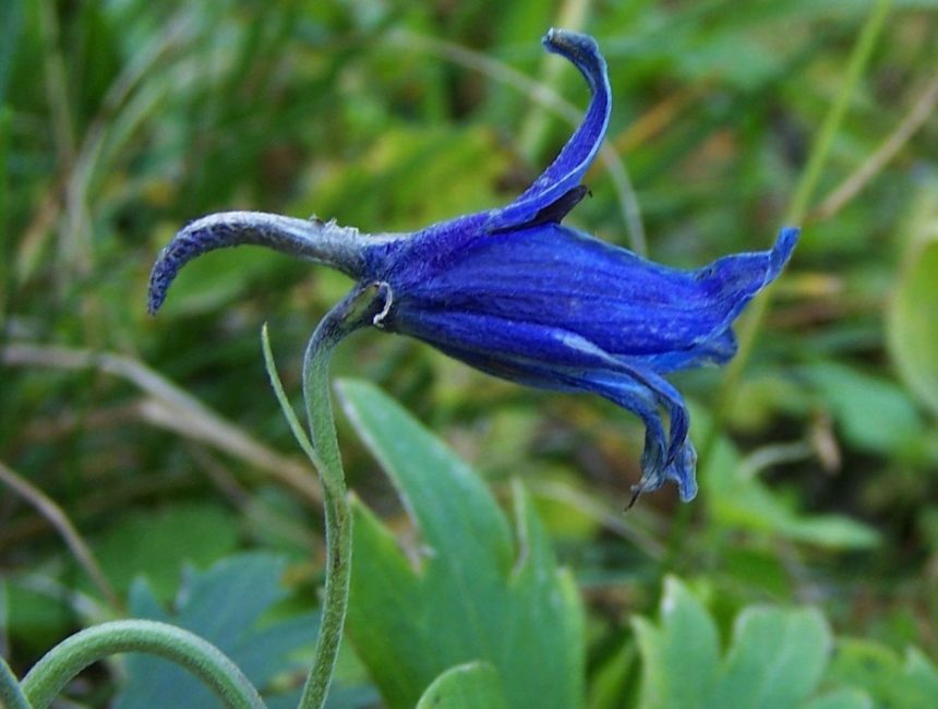Delphinium oxysepale