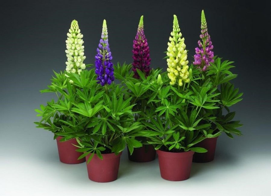 lupin cultivé en pot
