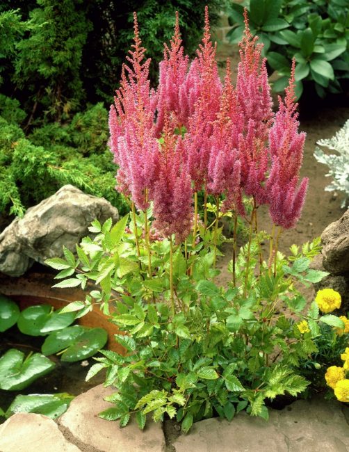 Astilbes près d'un étang artificiel