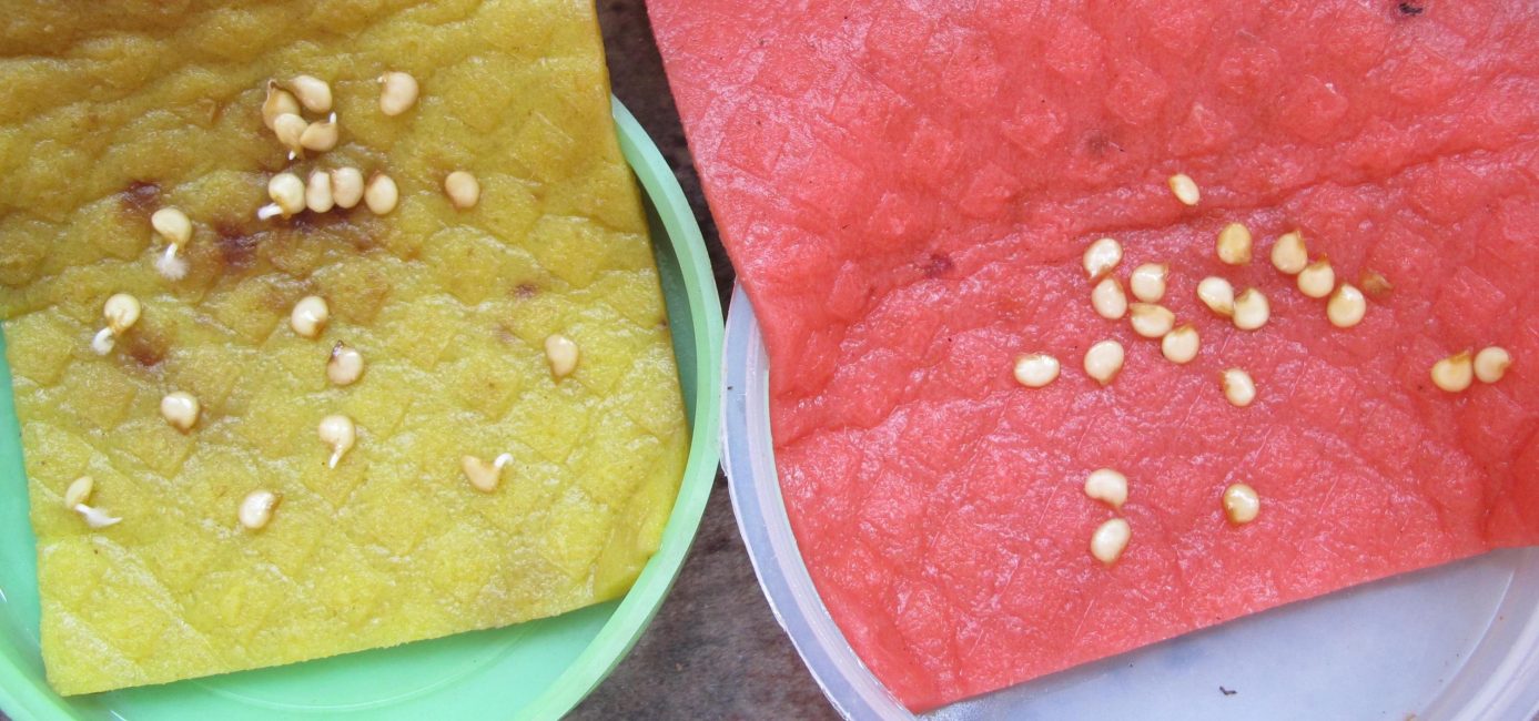 germination des graines