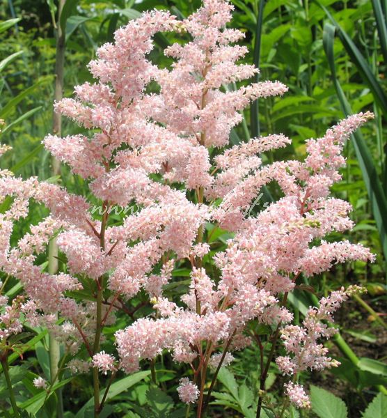 Astilbe Reine Alexandra