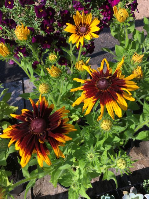 La plante a une forte immunité et une résistance aux maladies. rudbeckie