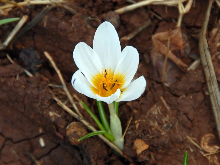 Crocus en plein champ