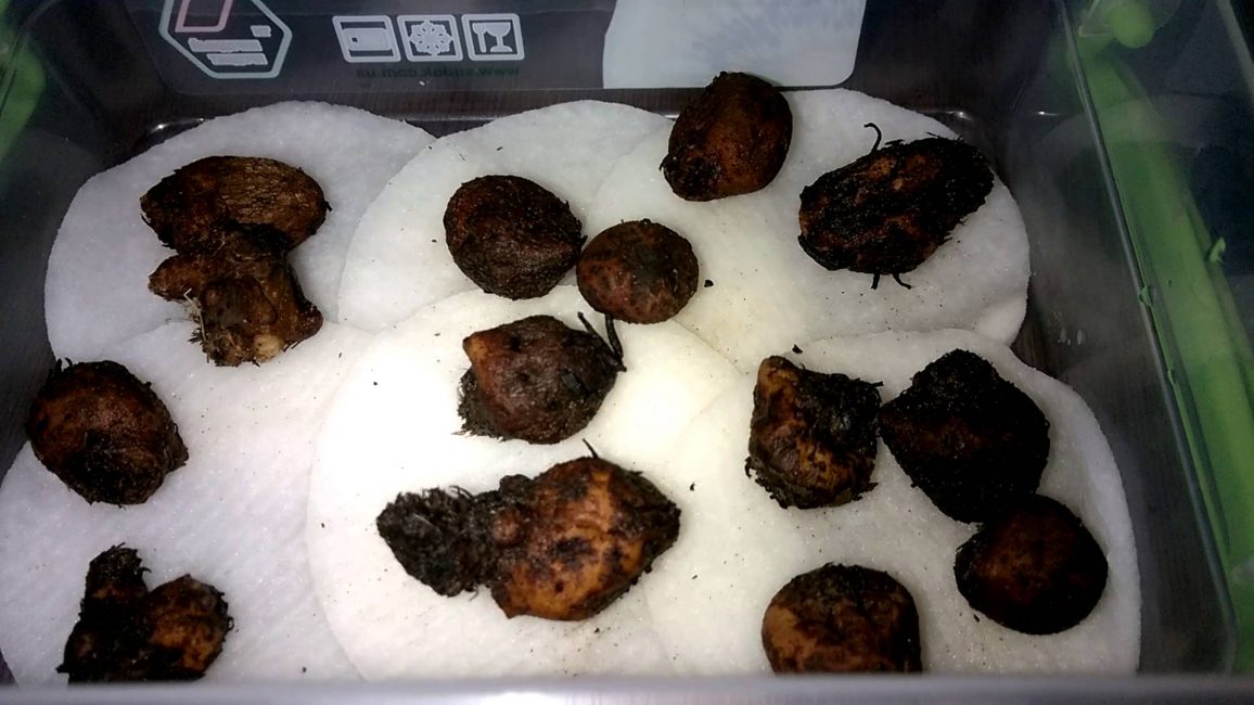 planter des tubercules d'anémone