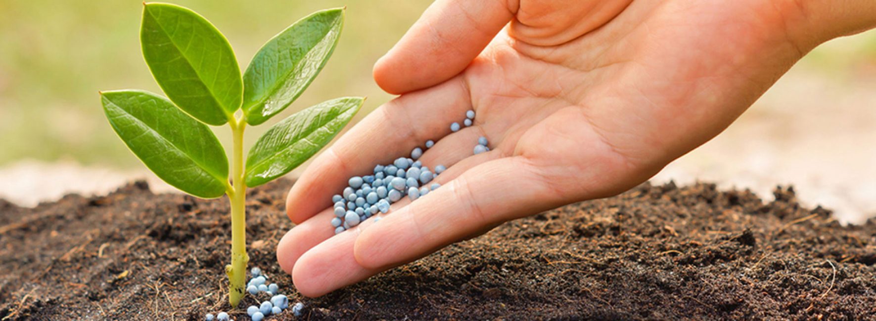 La nutrition des plantes est un processus nécessaire