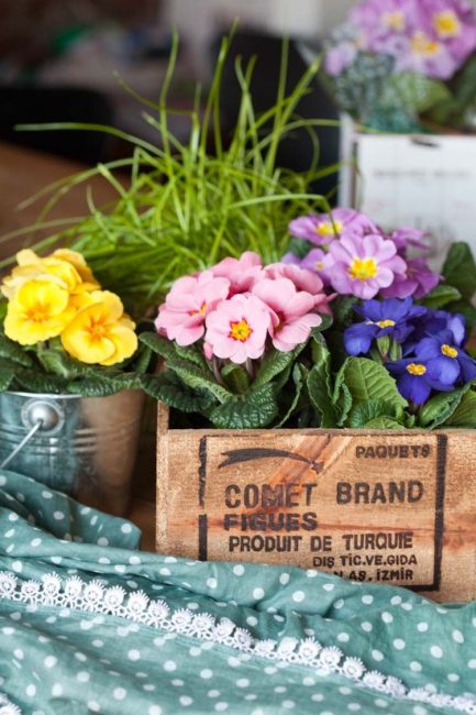 primevère, primevère