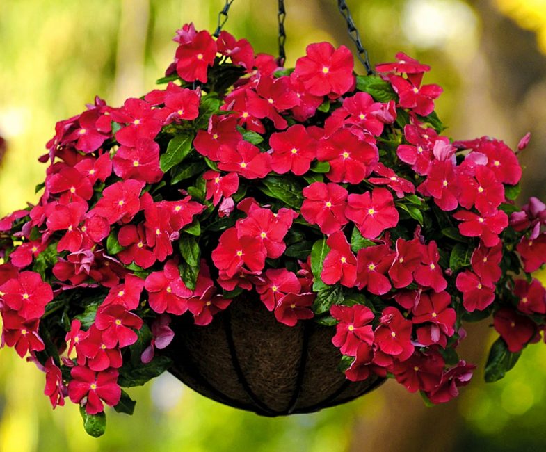 pervenche dans un pot suspendu