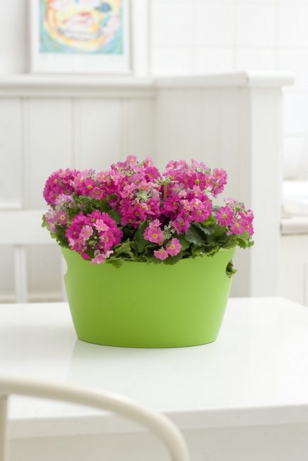 Toute composition avec une primevère peut non seulement décorer un chalet d'été, mais également devenir un point lumineux dans la conception d'un appartement.