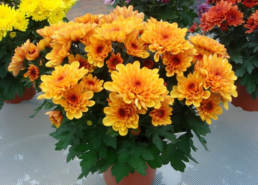 Plante bien entretenue, chrysanthème