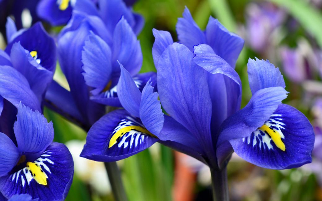 Iris réticulés