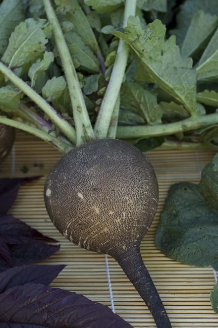 Radis noir rond d'hiver