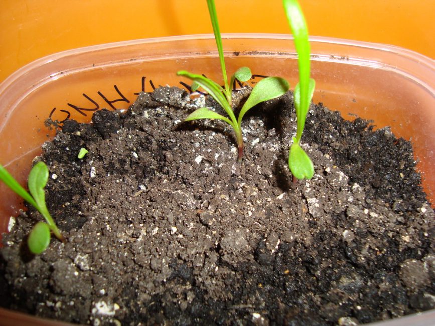 Lorsque 2 vraies feuilles se développent sur la plante, il est temps de cueillir les plantes.