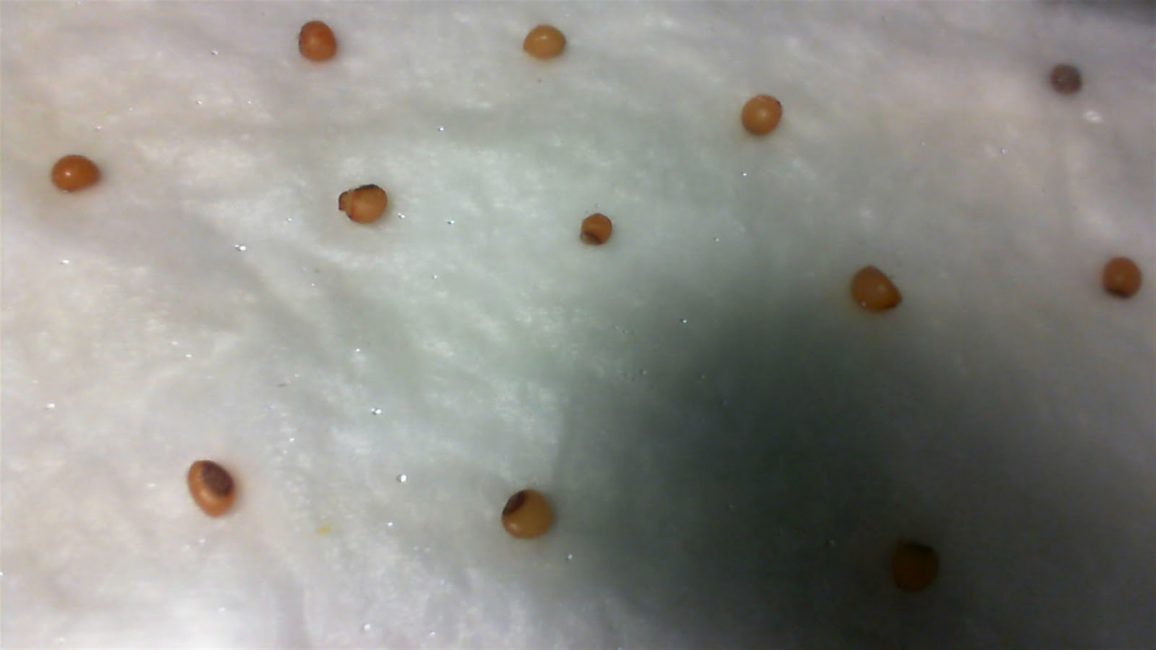 Germination des graines de muguet