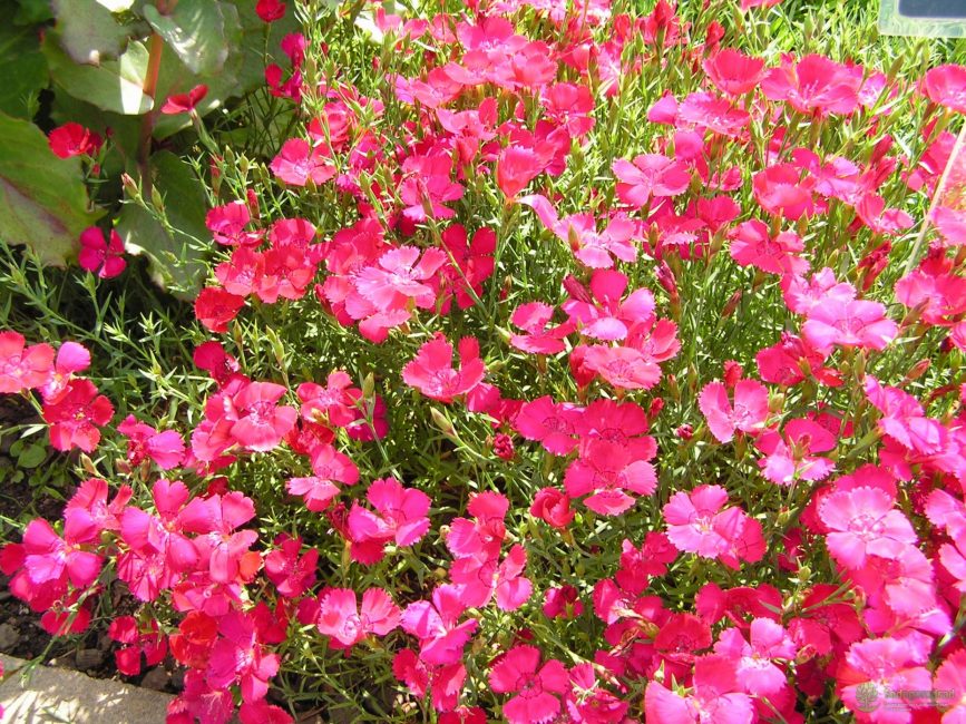 Herbe à l'œillet Grade Brilliant