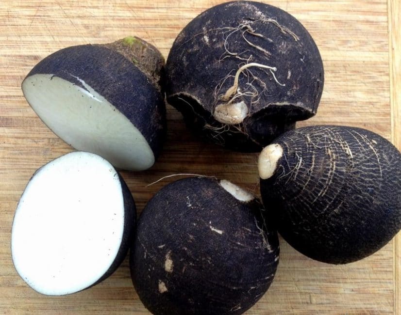 variétés de radis noir