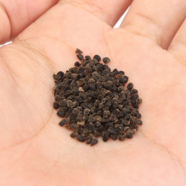 graines de delphinium