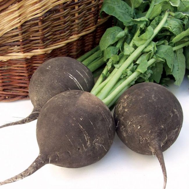 Variété de radis Murzilka