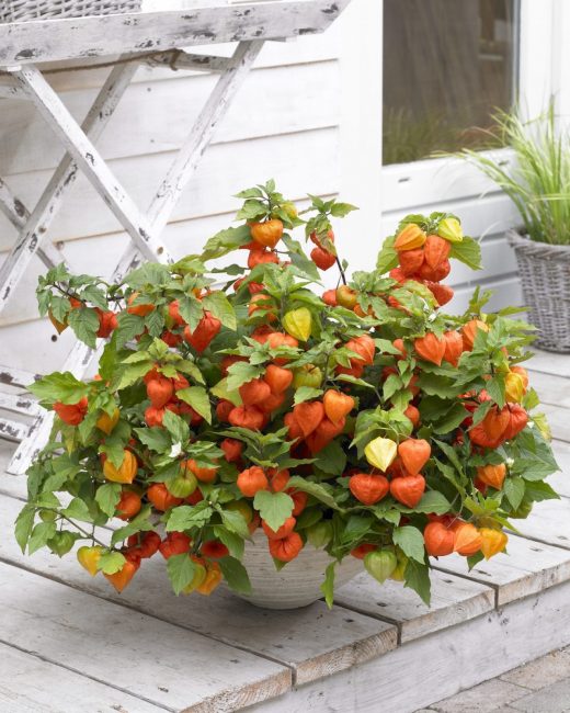 Physalis sur la terrasse