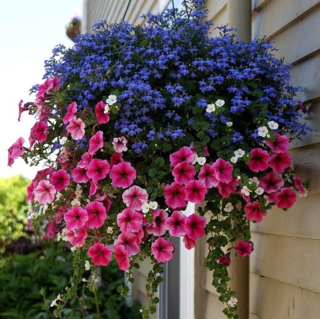 Lobelia et Petunia dans un pot suspendu