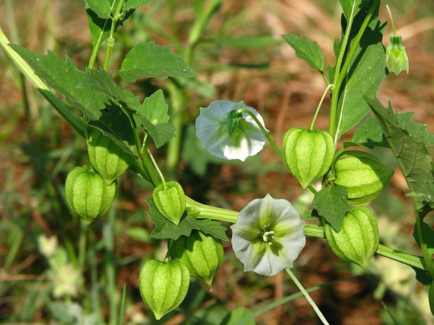 Physalis fleurit