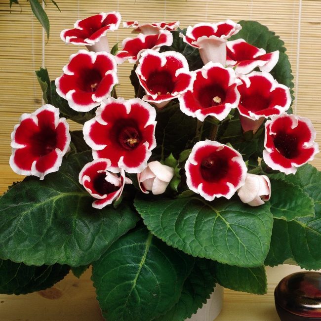 Gloxinia en fleurs est une vraie beauté de Kustodievskaya !