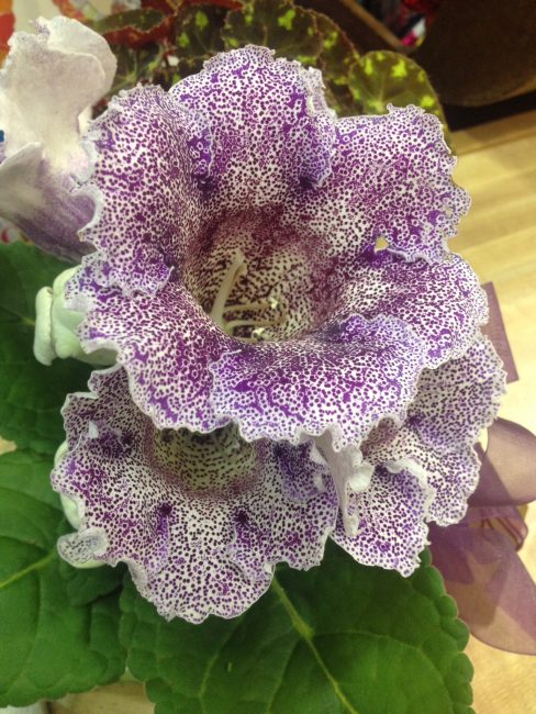 Très belle couleur léopard de la fleur de gloxinia