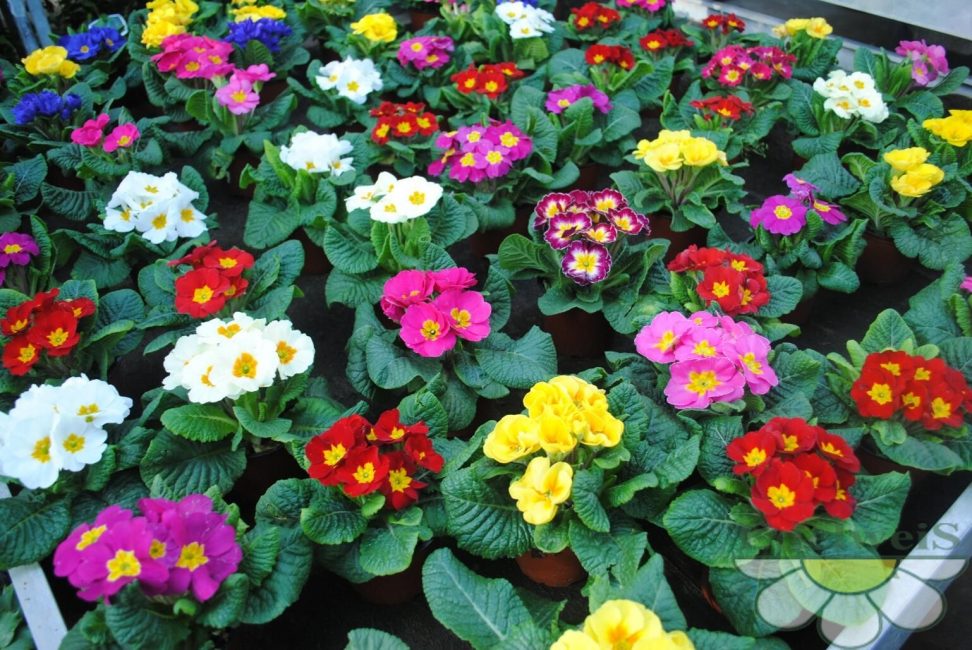 Forcer la primevère pour les vacances. Un beau bouquet de fleurs lilas, bleues, blanches, crème, roses et pourpres peut plaire à votre femme bien-aimée.