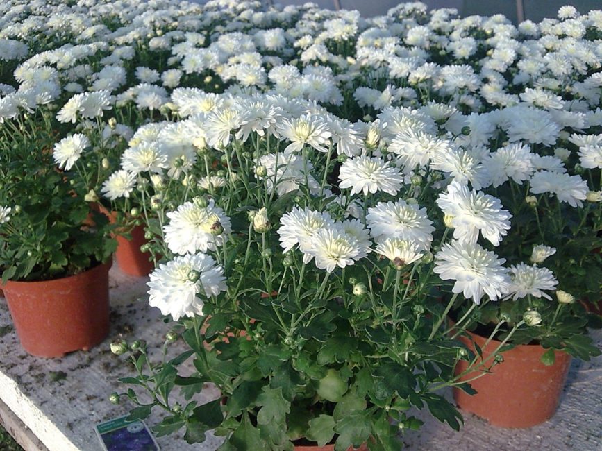 Variétés de la sélection indienne