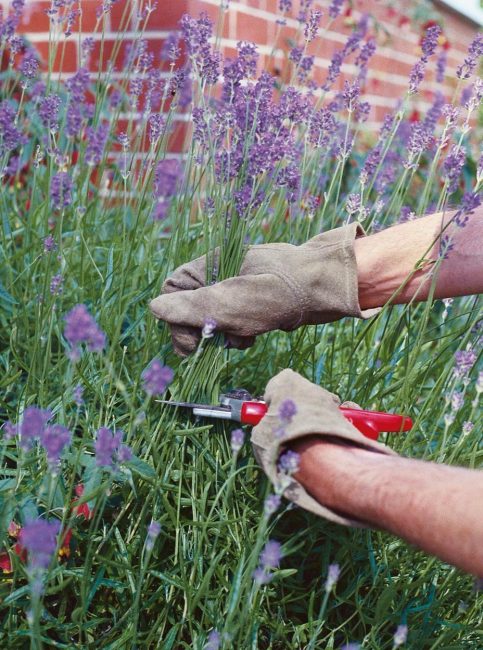 tailler la lavande