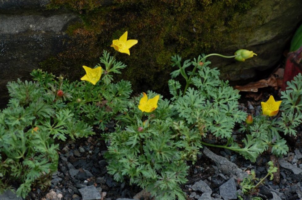 Anémone eranthoides