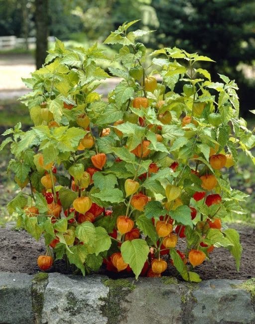 Plantation trop dense de physalis