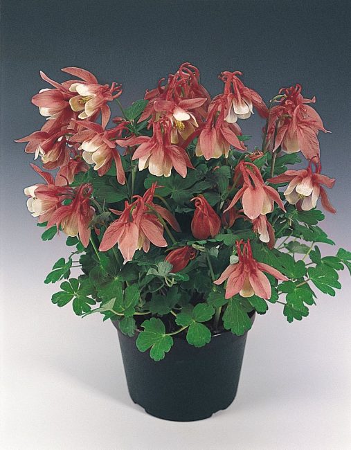 Aquilegia maison