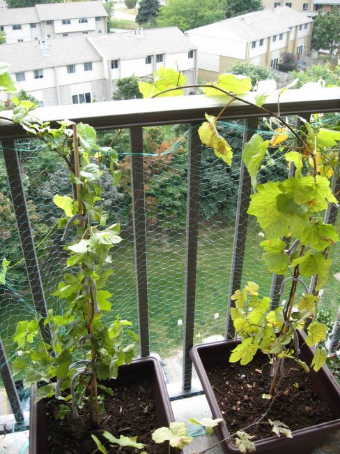 Pour les raisins, vous devez choisir le côté sud. Il aime un bon éclairage.