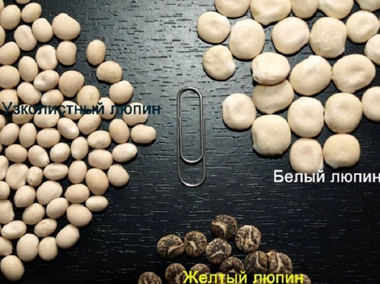 Types de graines de lupin