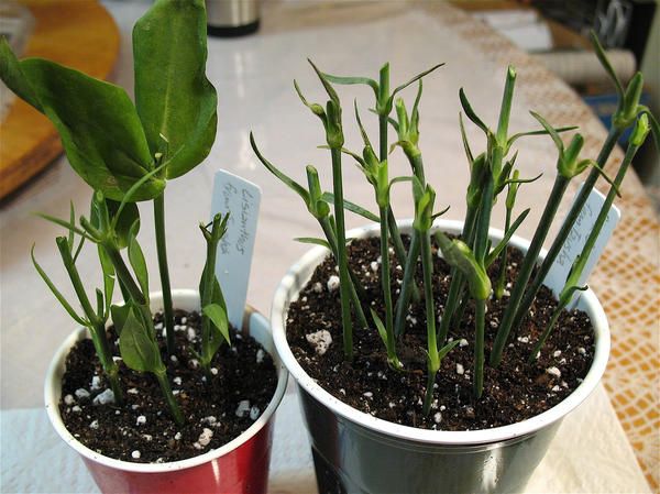 Boutures d'eustoma et d'œillets