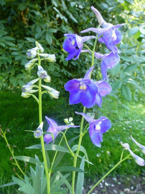 delphinium, belladone
