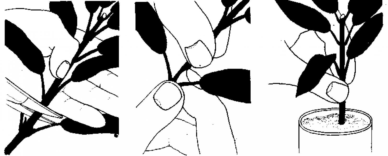 Les boutures peuvent être préparées lors de la taille du buisson.