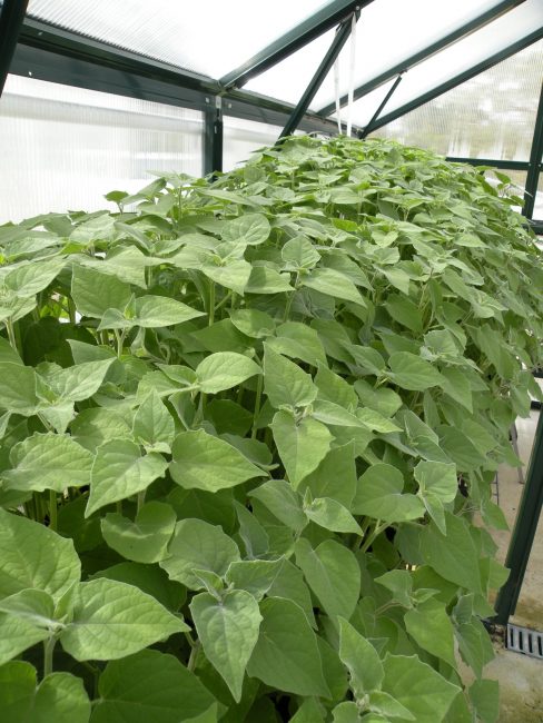 Cultiver des physalis dans des conditions de serre