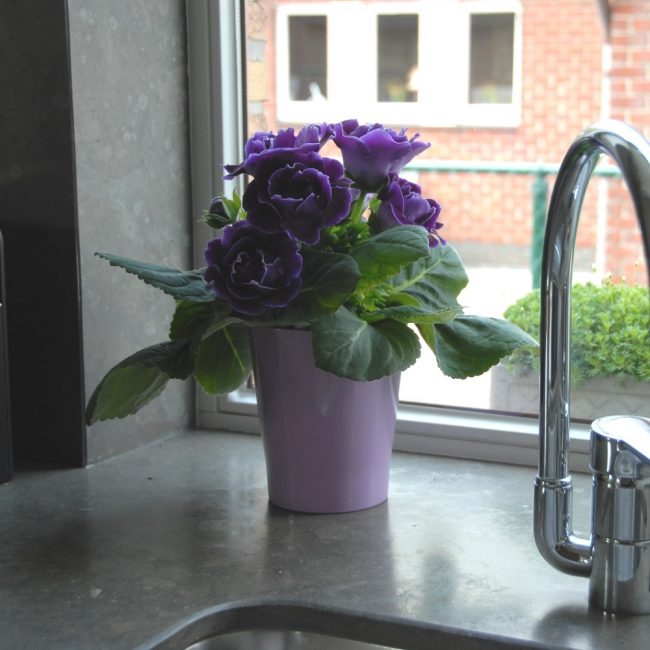 Gloxinia décore la cuisine