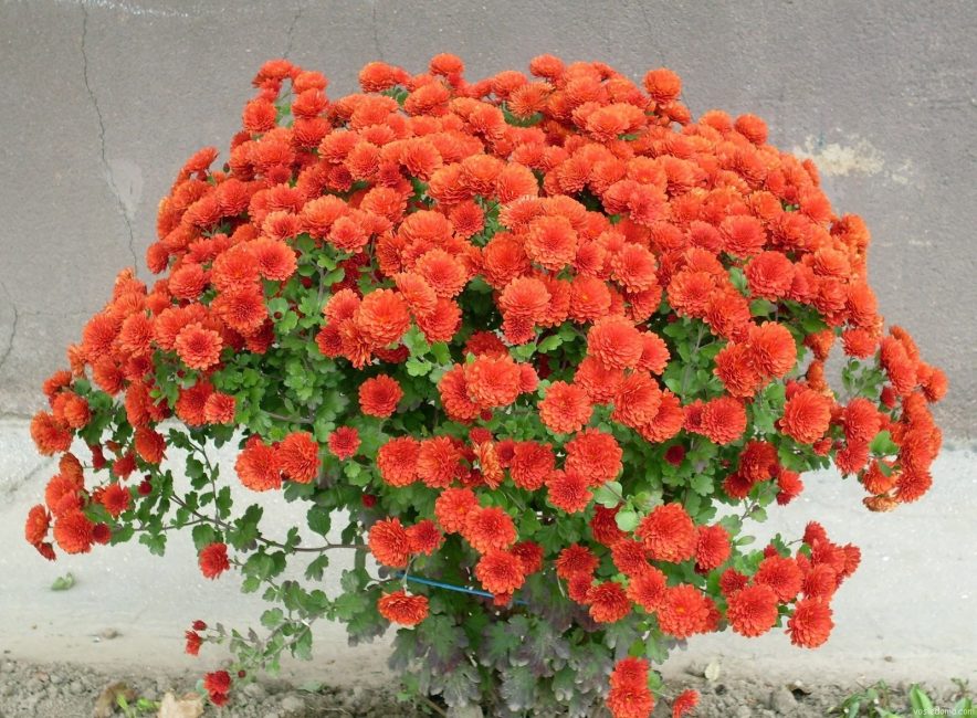 Chrysanthème sélection coréenne