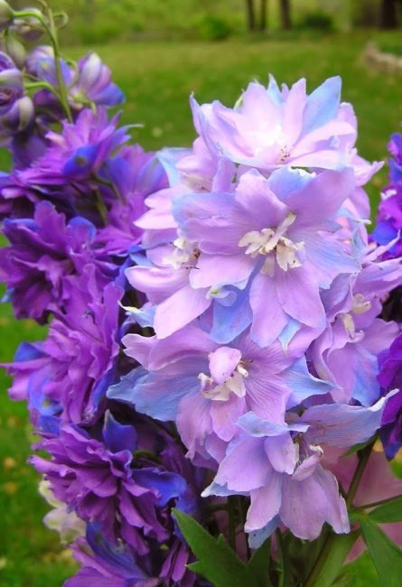 Le delphinium est une plante vénéneuse !