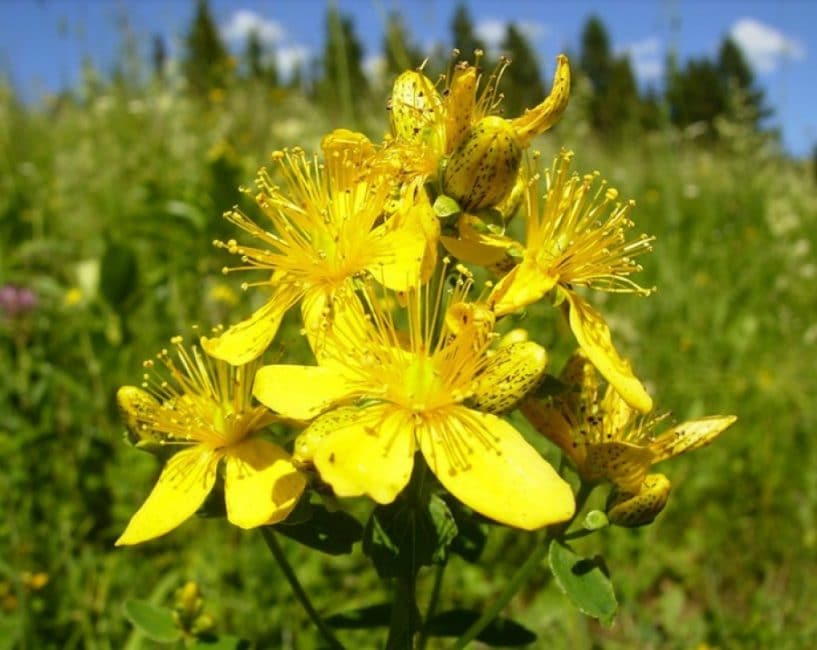 Les fleurs de millepertuis, mises dans un sac à main avant la négociation, attireront un commerce prospère. De l'or à l'or !