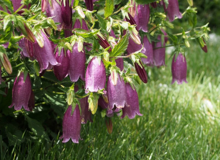 Cloche en pointillé