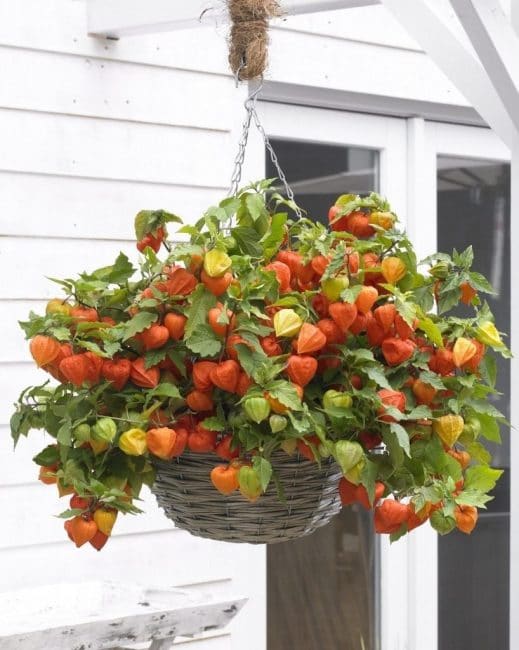 Jardinière suspendue avec physalis